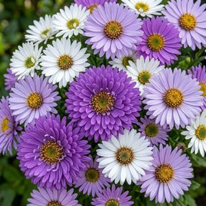 Aster